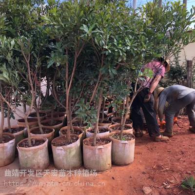 荸荠杨梅和东魁杨梅/的杨梅品种/荸荠杨梅需要授粉吗/荸荠种杨梅又叫黑炭吗