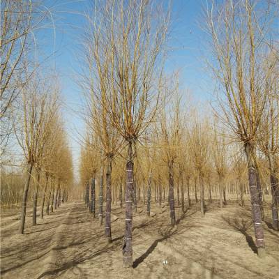 17公分金丝垂柳 工程种植 品种全 自家苗圃