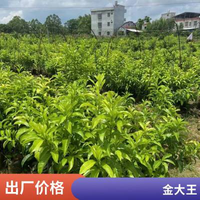 黄晶果苗雅美果树果苗树苗黄晶果树嫁接苗南方热带果树黄金果