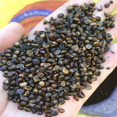 辽宁省三叶地锦种子新货供应