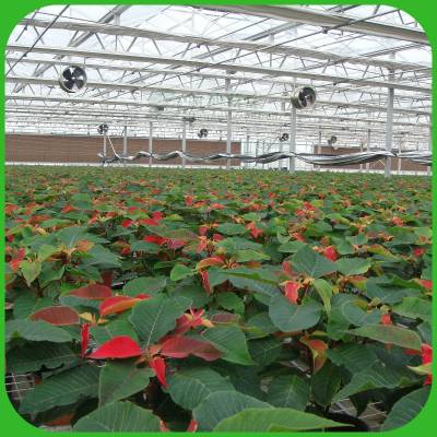 温室大棚花卉苗床是一种专门用于种植花卉的设备