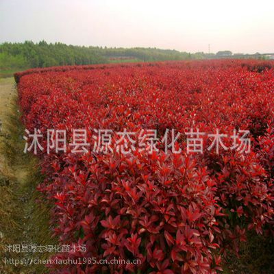 供应红叶石楠球 冬青球 黄杨球 金叶女贞球 卫矛球 球类植物