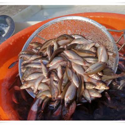 黑龙江柳根鱼产地货源黑龙江柳根鱼专卖店东北柳根鱼销售