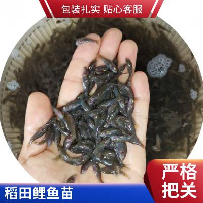当季鲤鱼苗行情走势 港发禾花鲤抗病力强 杂食性鱼类