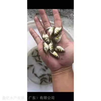 湖南花鲢鱼苗活体出售 缩骨胖头鱼养殖_ 养殖基地