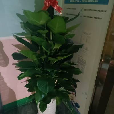 南宁发财树批发广西区内可物流 找汇成园艺