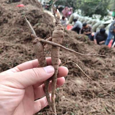 中药材种植芍药种苗培育繁殖基地