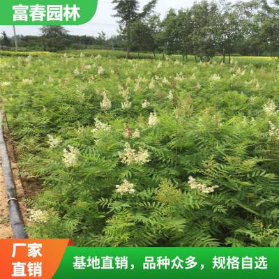 苗圃出售 珍珠梅 绿化工程苗 园林庭院观赏植物