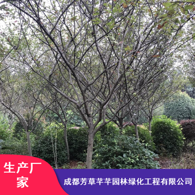 优质乔木垂丝海棠_芳草芊芊观赏树垂丝海棠_高杆垂丝海棠***格
