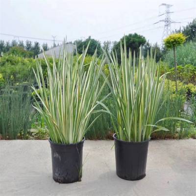 批发花叶玉蝉花银边玉蝉花杯苗加仑盆苗水栽土培皆宜庭院盆栽水生植物花镜花坛配植 江苏富春园林有限公司