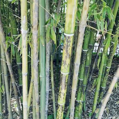 斑竹 绿化栽植竹 观赏竹种子基地 大量批发出售 富春园林种植