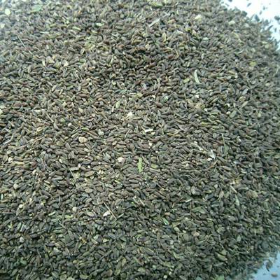 荆芥种子 荆芥 桔梗种子 蒲公英种子 丹参种子 荆芥种植技术