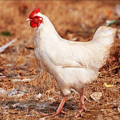 鹤壁常盛禽业罗曼灰青年鸡包成活率 包产蛋率 60-80日龄罗曼灰青年鸡