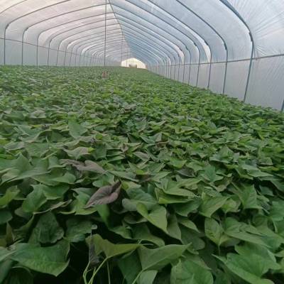 澳顺脱毒红薯苗基地 脱毒地瓜苗品种齐全 烟薯25 龙九 普薯32 玛莎莉