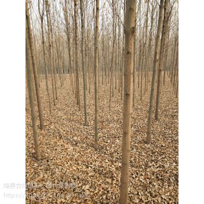 6公分速生白蜡**7公分速生白蜡价格 8公分速生白蜡哪里有卖？