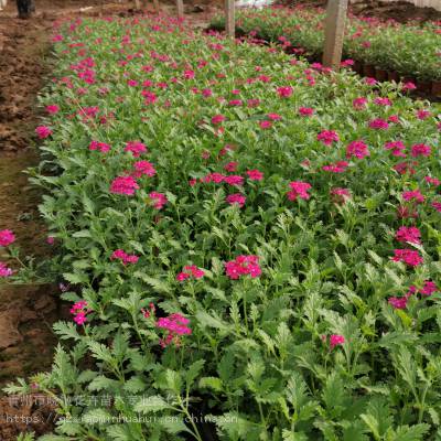 大量美女樱种植批发基地