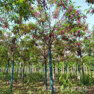 20公分香花槐 远销广东揭阳 枝叶繁盛 土球完好