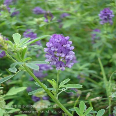 多年生紫花苜蓿 苜蓿草牧草种子 ***批发 益丰