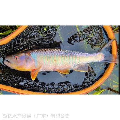  ֳ 鱨