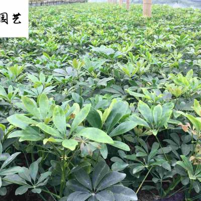 成都鸭脚木批发基地报价_鹅掌柴绿篱花境植物_小区庭院公园造景