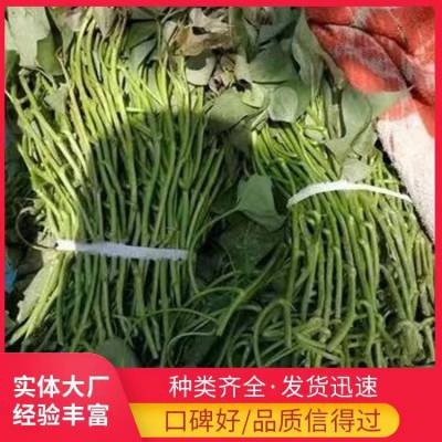 红薯苗 西瓜红 普薯32 含糖量高产量高抗病性强 商品率高适应性广
