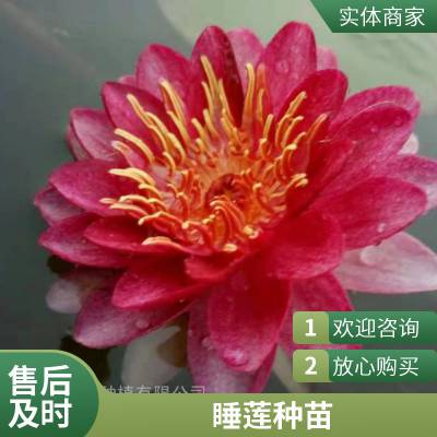 水体绿化芦苇小苗 盆栽荷花苗 睡莲湿地绿化美化工程