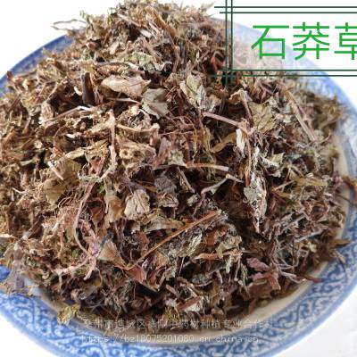 野生石莽草石莽草是什么石莽草哪里有卖