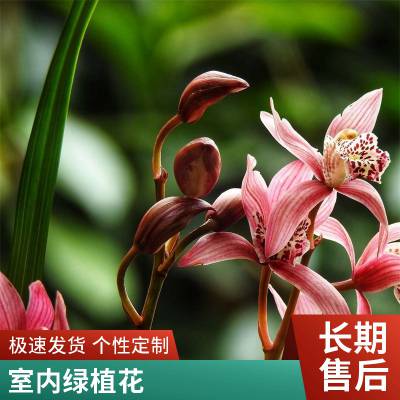 燎伯兰业 种类丰富室内绿植花 室内花园装饰花卉 建兰小姐