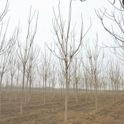 臭椿基地-指树看树-基地种植