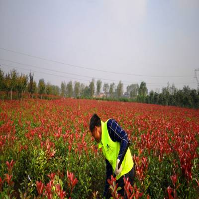 周至红叶石楠苗_绿化苗木自产自销养护可栽植