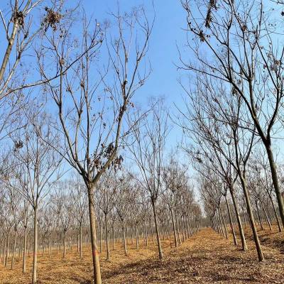 12公分栾树 园林绿化风景树 喜光耐旱耐寒