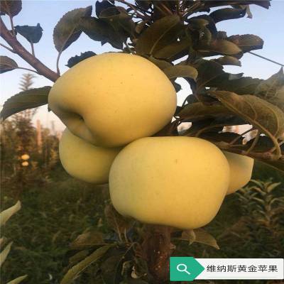 批发矮化苹果苗 新品种蜜脆 维纳斯黄金苹果树苗 矮化苹果苗价格