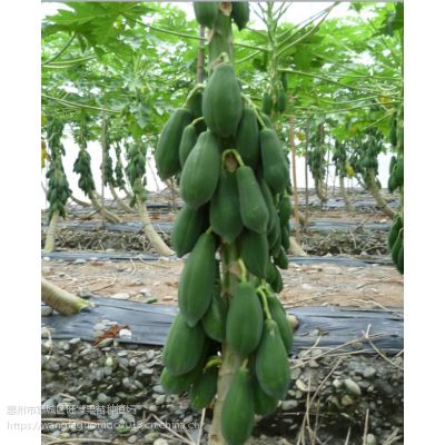 大量批发台湾引进正宗品种台农木瓜种苗水果番木瓜苗红肉木瓜苗清甜产量高 价格 厂家 中国供应商