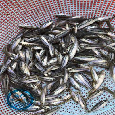 加州鲈鱼苗供应美国淡水鲈鱼苗湖北加州鲈鱼苗