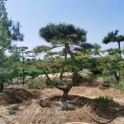 景观造型油松 泰山造型景松 支持定制 适用于办公场所等