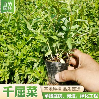 百纳 专业种植销售 地栽千屈菜 裸根千屈菜 开花千屈菜 千屈菜苗圃供应