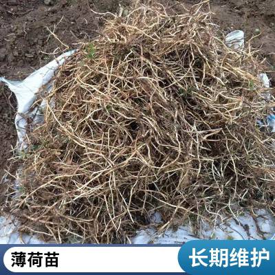 圆叶薄荷苗 阳台庭院观赏栽植 盆栽绿化苗 圆叶薄荷