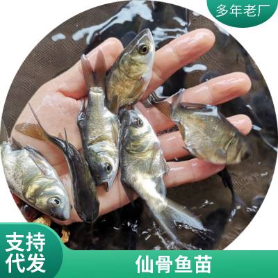 肉质嫩滑 缩骨鳙鱼苗 杂交缩骨大头鱼苗 仙骨大头鱼苗指导技术