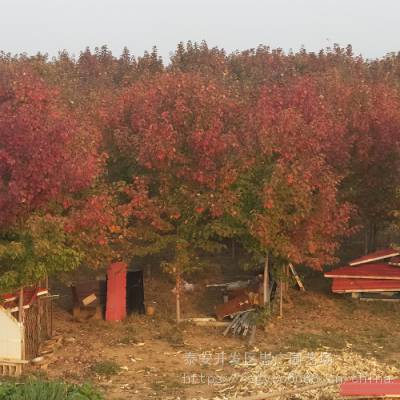 10公分秋火焰红枫价格 山东红枫种植基地