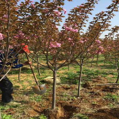 厂家直销供应樱花 动物景观造型树 樱花报价