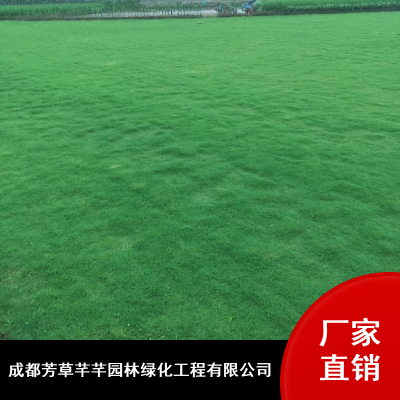 芳草芊芊暖季型成活***二号草坪_运动场台湾二号草坪批发