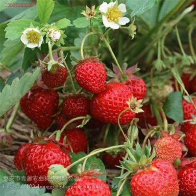 깩Ӧݮ زݮ ǩͬɻ