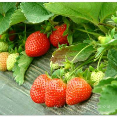 出售当年草莓苗 水果红颜奶油草莓基地 图片 量小可快递