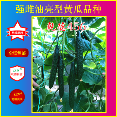 乾德456、油亮型黄瓜种子、耐寒黄瓜种子