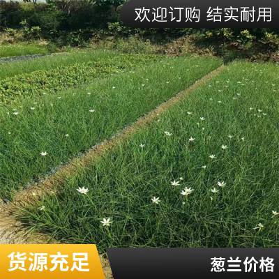 低价供精品白花葱兰又名春兰 工程地被绿化 公园小区栽种 花色纯白