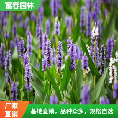 再力花基地种植 园林绿化造景配植 庭院花坛花镜镶边色块苗