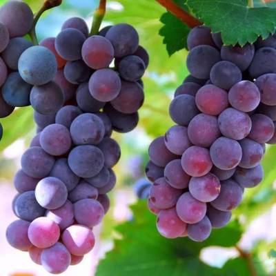 自酿巨峰甜红葡萄酒 自酿夏黑甜红葡萄酒 自酿户太甜红葡萄酒