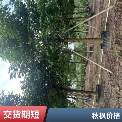 秋枫行风景树行道树 重阳木基地供应 园林公园绿化工程