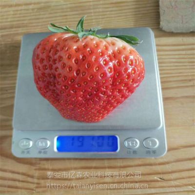 红宝草莓苗基地 红宝草莓苗品种介绍