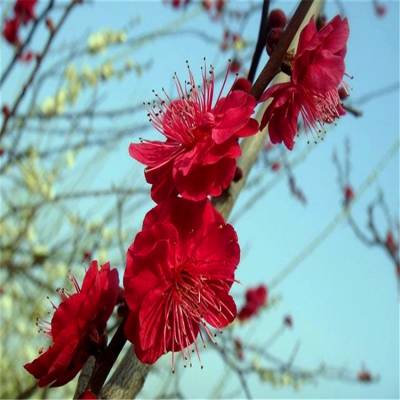 50供应红梅 朱砂梅 朱砂梅小苗 园林行道风景树 耐寒